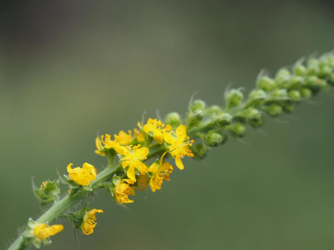 Agrimony, Fragrant flower